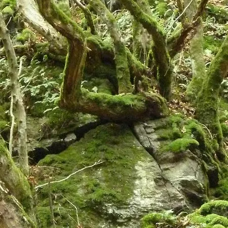 Landhaus Graefendhron * Grafendhron