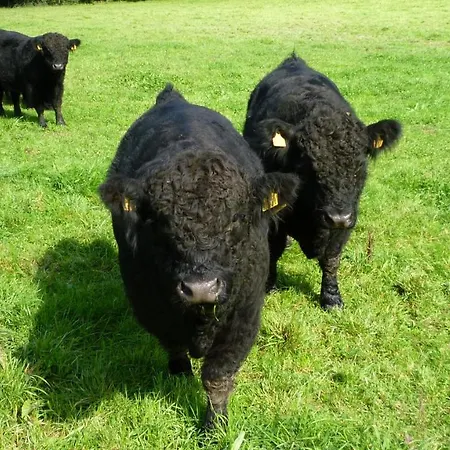 Landhaus Graefendhron 호텔 *