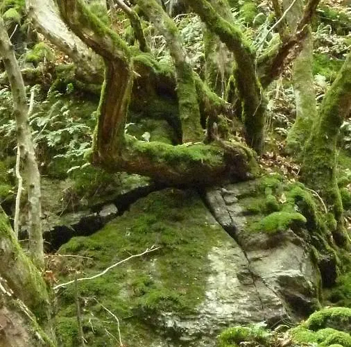 Landhaus Graefendhron * Grafendhron